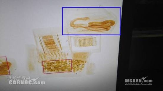 機(jī)場(chǎng)安檢查出眼鏡蛇 從快遞麻袋中豎起(圖)